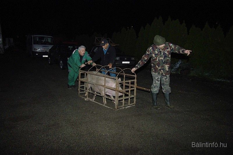 disznovagas_2008_004.jpg