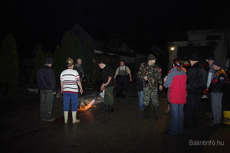 disznovagas_2008_026.jpg