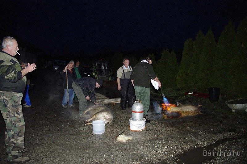 disznovagas_2008_029.jpg