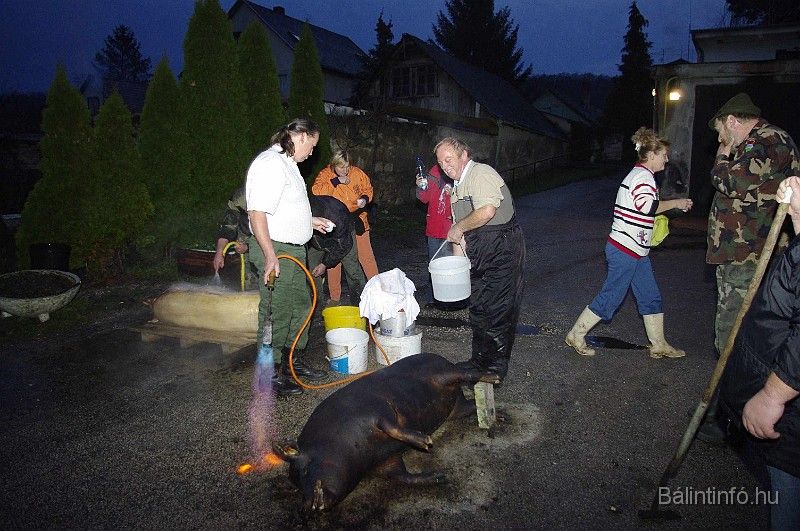 disznovagas_2008_036.jpg