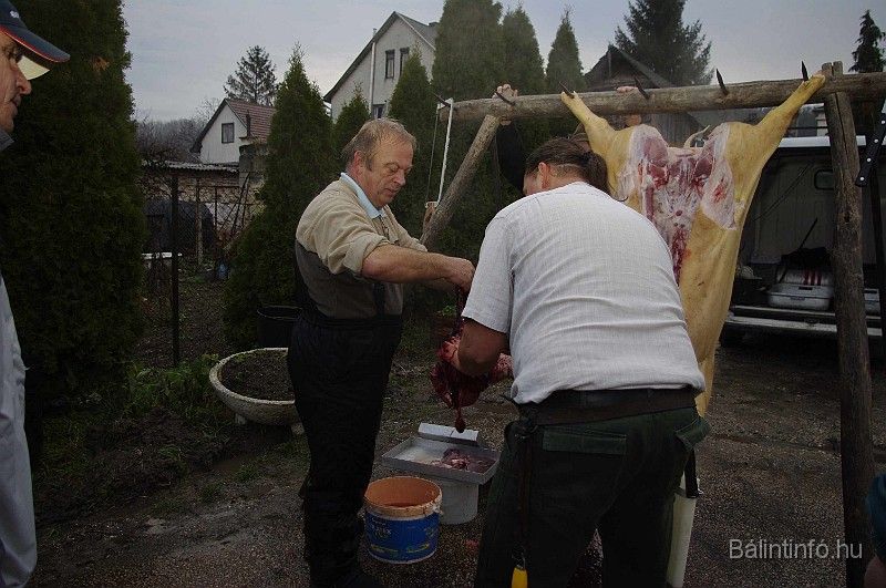 disznovagas_2008_045.jpg