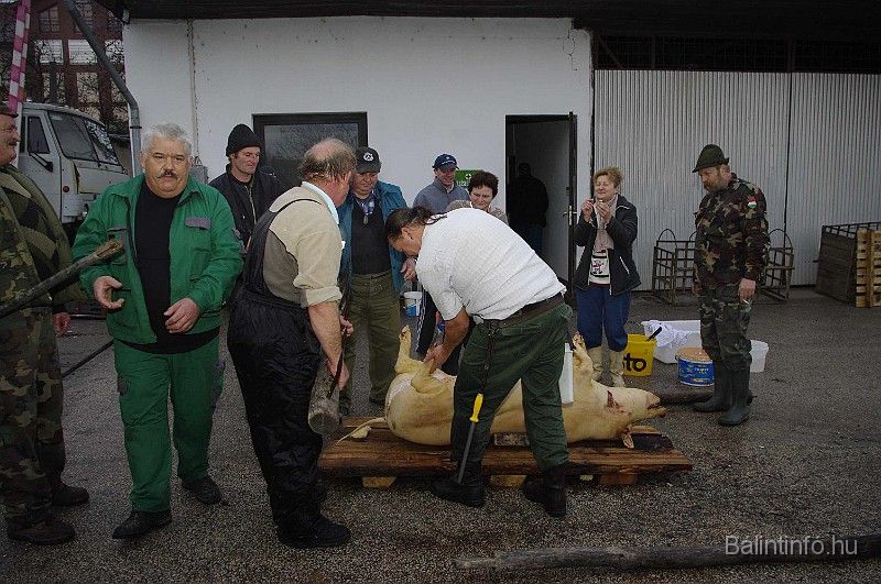disznovagas_2008_071.jpg