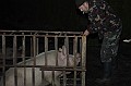 disznovagas_2008_013