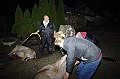 disznovagas_2008_017