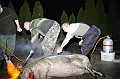 disznovagas_2008_024
