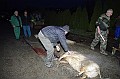 disznovagas_2008_030