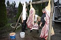 disznovagas_2008_061