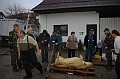 disznovagas_2008_070