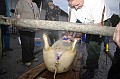 disznovagas_2008_072