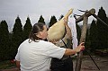 disznovagas_2008_082