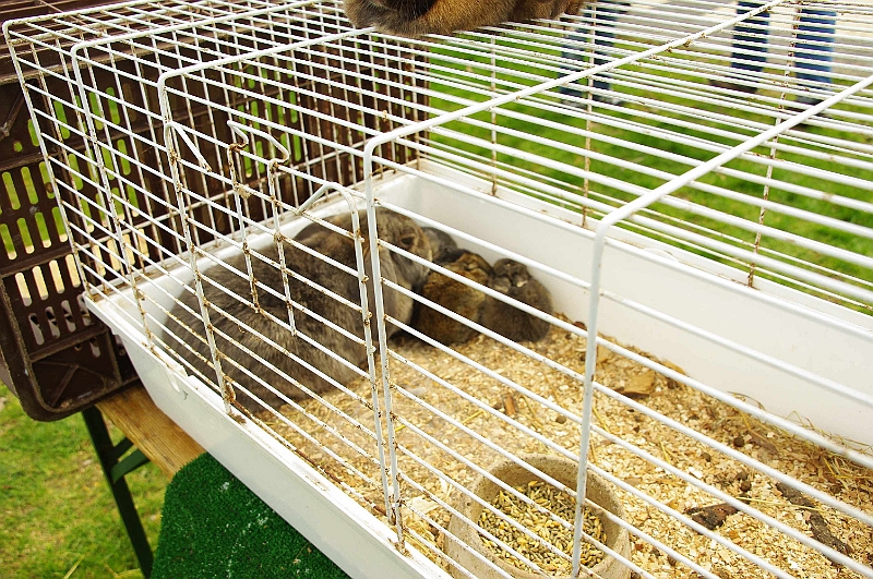 husvet_a_toparkban_2010_019.jpg