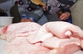 egyesuletek_napja_2011_009