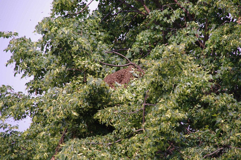 mehrajzas_torokbalint_2011_004.jpg