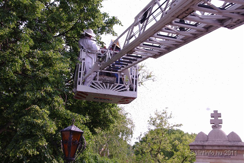 mehrajzas_torokbalint_2011_054.jpg