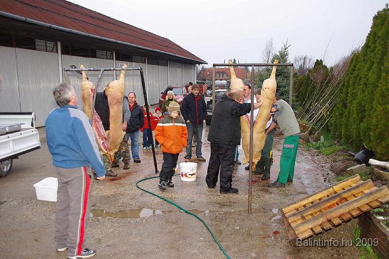 disznovagas_2009_0005.jpg